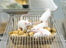 Ученые имплантировали мышам функционирующие 3D-яичники